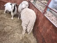 公羊, Sheep — 照片 3