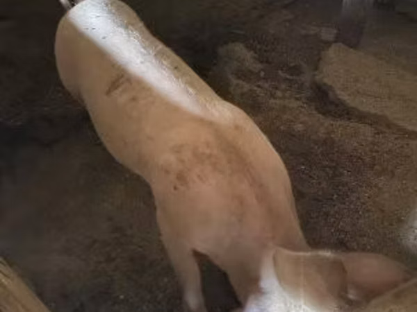 Doofaar dhaddig, Pigs