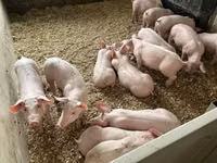 Pigs (batch, sex not specified), Pigs — photo 4
