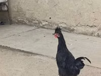 科索沃长啼鸡 — 照片 4
