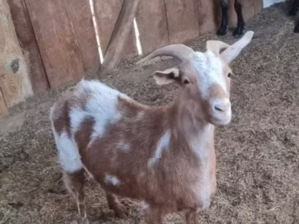 Goat, Goats