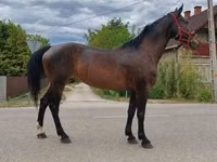 Mare, Horses — photo 1