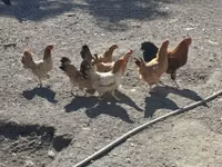 Chickens — 照片 2