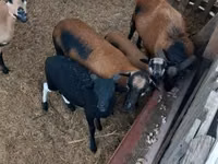 भेड़ें (लॉट, लिंग निर्दिष्ट नहीं), Cameroon sheep — फ़ोटो 6