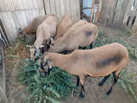 نعجة, Cameroon sheep — الصورة 2