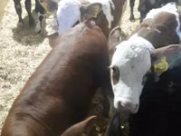 Ng'ombe (kikundi, jinsia haijatajwa), Simmental cattle — picha 4