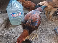 Chickens — 照片 2