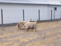 Ram, German Grey Heath sheep — photo 2