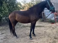 Mare, Nonius horse — photo 1