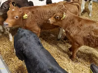 Ng'ombe dume, Ng'ombe wa Limousin — picha 4