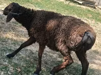 Sheep (batch, sex not specified), Jaidara sheep — photo 2