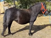 Faras dhaddig, Horses — sawirka 1