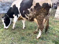 Vaca, Russian Black pied cattle — foto 4