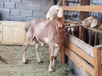 Carnero, Rhon sheep — foto 3