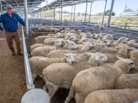 Widder, Dorper sheep — Foto 8