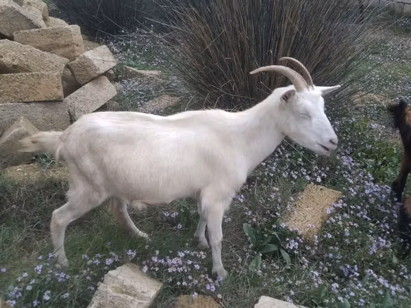 Mbuzi jike, Mbuzi