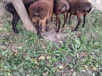 Sheep, Hissar sheep — photo 1