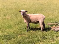 كبش, Shroshire sheep — الصورة 4