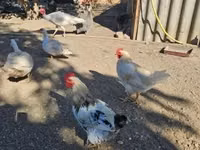 Chickens — sawirka 4