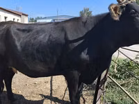 Cow, Holstein breed — photo 7