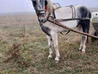 公马, Horses — 照片 5