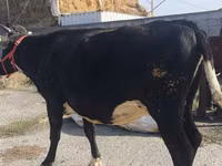 Cow, Russian Black pied cattle — photo 5