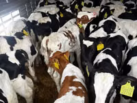 Ng'ombe dume, Simmental cattle — picha 5