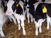 Bull, Holstein breed — photo 1