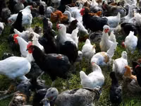 Chickens — 照片 1