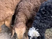 Ram, Sheep — photo 1