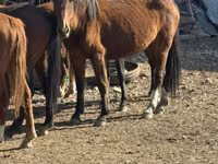 घोड़ी, Kyrgyz Horse — फ़ोटो 1