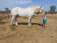 Faras, Percheron — sawirka 4