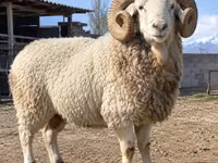 Carnero, Kyrgyz Mountain merino sheep — foto 1