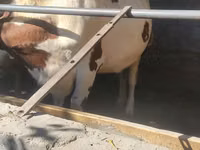 Корова, Айрширская — фото 4