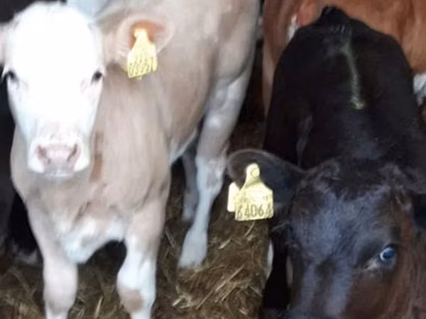 Bovinos (lote, sexo no especificado), Ganado vacuno