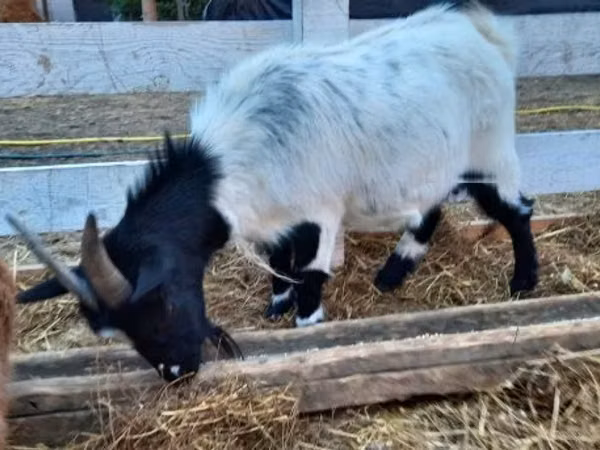 Goat, Goats