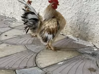 Chickens — 照片 1