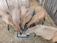 母羊, Cameroon sheep — 照片 1