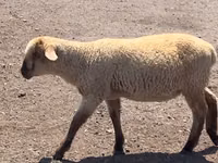 Ram, Hampshire sheep — photo 7
