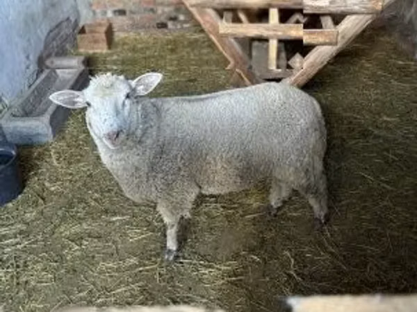 Ram, Sheep