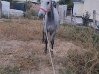 公马, Thoroughbred horse — 照片 4