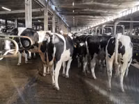 Cow, Holstein breed — photo 5