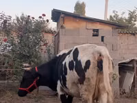 Vaca, Russian Black pied cattle — foto 5