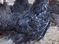ऑर्पिंग्टन — फ़ोटो 1