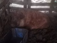 خنزيرة — الصورة 1
