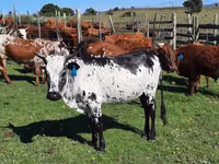 गाय, Nguni cattle — फ़ोटो 1