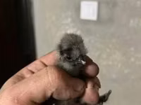 Ayam Cemani — photo 5