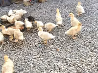 美国北京鸭 — 照片 6