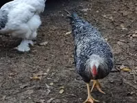Chickens — 照片 3