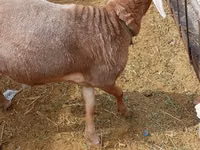 كبش, Katum sheep — الصورة 4